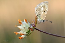 Zahnflügel-Bläuling (Polyommatus daphnis)