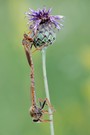 Stenopogon asbaudus