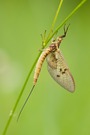 Mayfly