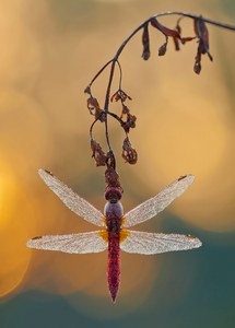 "FEUERLIBELLE"