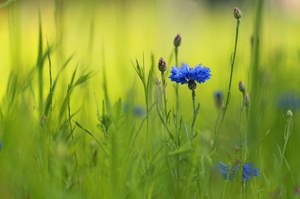 Kornblumen am Straßenrand