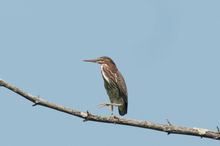 ? American Bittern