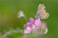 Hauhechel-Bläuling (Lycaenidae)