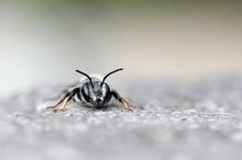 Megachile ericetorum frontal