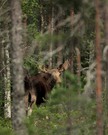 Schwedens bekanntetes Tier