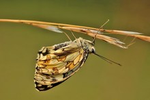 Abends auf einer wilden Wiese