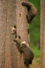 Flucht auf den Baum