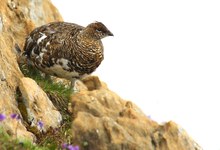 Alpenschneehuhn