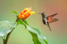 Schwarzbaucheupherusa---Schwarzbauchkolibri