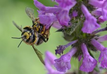 Große Wollbiene (Anthidium manicatum)