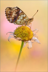 Violetter Silberfalter