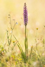 Mücken-Händelwurz (Gymnadenia conopsea)