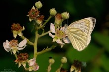 Pieris napi......