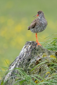 Rote Strümpfe und roter Schnabel