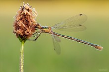 Lestes Sponsa