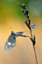 Rostbraunes Wiesenvögelein (Coenonympha glycerion)