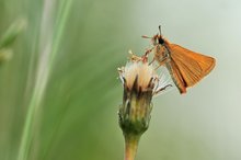 Kleiner Farbklecks auf einer großen grünen Wiese