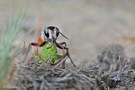 Heuschrecken-Sandwespe  (Sphex funerarius) 4