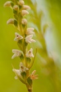 Goodyera repens