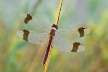 Sympetrum pedemontanum