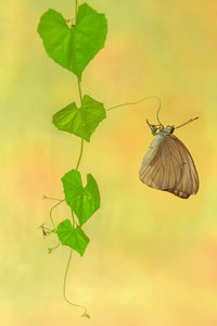 Eurema daira - Barred Yellow