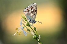 Silbergrüner Bläuling (Polyommatus coridon)