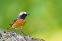 ~Gartenrotschwanz (Phoenicurus phoenicurus)~