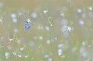 - Unter dem Baldachin -
