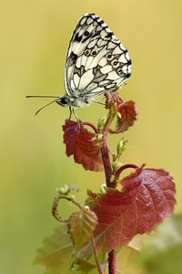 "Schachi" auf Birke