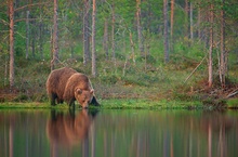 Spiegeltrinkbraunbär