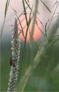 * Idylle am Abend *