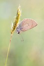 Rotklee-Bläuling (Polyommatus semiargus)