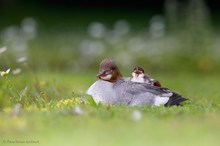 Auf Mama´s Rücken....