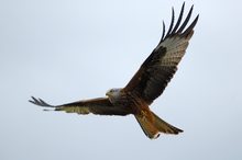 Redkite