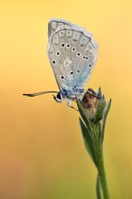 Zahnflügel-Bläuling (Polyommatus daphnis)