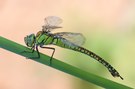 Southern Migrant Hawker