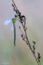 Gomphus pulchellus