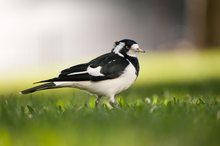 ~ Magpie Lark ~