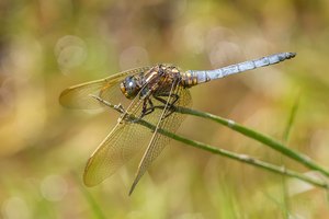 Kleiner Blaupfeil (Orthetrum coerulescens)