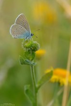 Polyommatus semiargus......