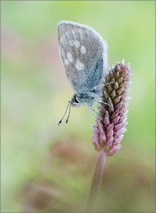 Heller Alpenbläuling