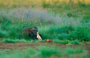 Vielfraß beim Knochenknacken