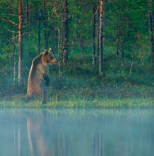 Nebelbär