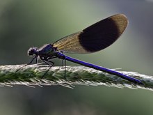 gebänderte Prachtlibelle