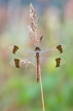 Sympetrum pedemontanum – Gebänderte Heidelibelle