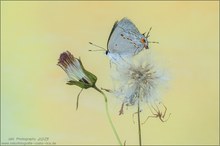 Strymon melinus – Gray Hairstreak