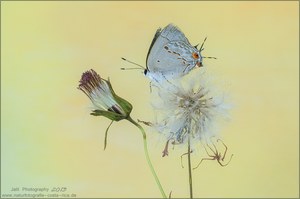 Strymon melinus – Gray Hairstreak