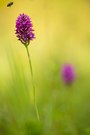 Anacamptis pyramidalis