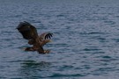 Seeadler