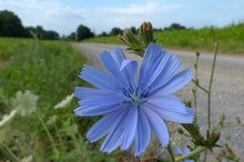 Die  Wegwarte (Cichorium intybus)...